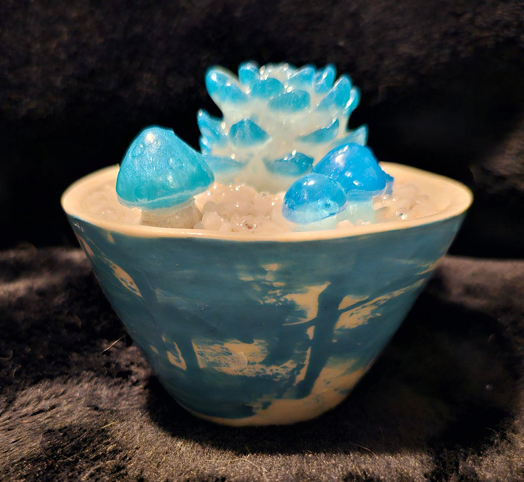 Light Blue Medium Succulent (5 plant)