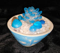 Light Blue Medium Succulent (5 plant)